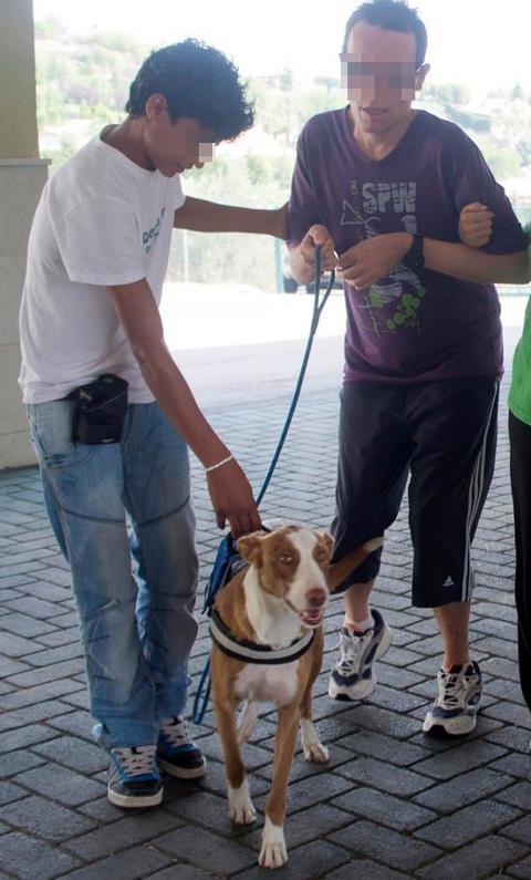 Cani, de desecho de cazador a perra de terapia