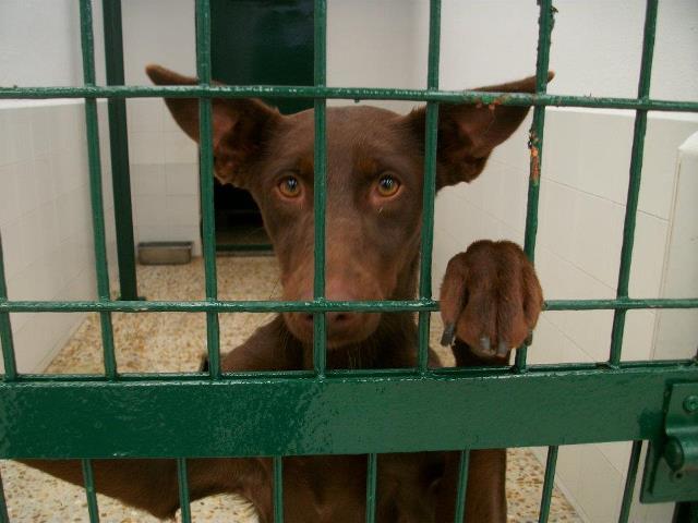 Mara, podenquita de 2 años en peligro en perrera de Madrid