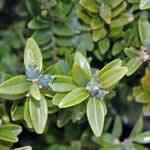 Boj como planta medicinal