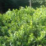 Boj como planta medicinal