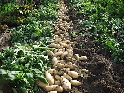 RECOLECCION DE PATATAS 
