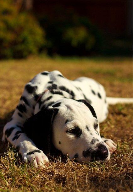 perros dalmata