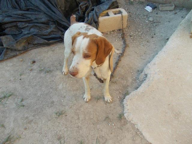 Murcia , vive atado a una pequeña cadena