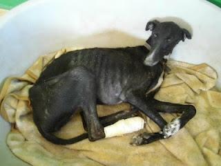 SABA, LA TRISTE HISTORIA DE UNA GALGA