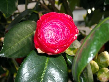 En un arbolillo de la acera, una modesta flor sonríe a la primavera