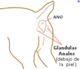 Las glándulas del ano de mi Bulldog Francés