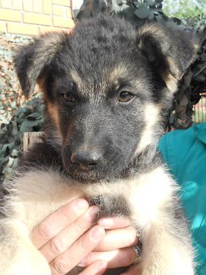 RASTAS cachorro de tres meses en la perrera de Cuenca.