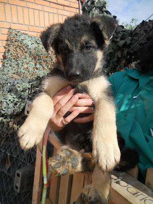 RASTAS cachorro de tres meses en la perrera de Cuenca.