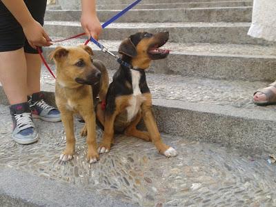 Preciosos cachorritos abandonados en la carretera: Judy y Punch‏