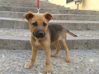 Preciosos cachorritos abandonados en la carretera: Judy y Punch‏