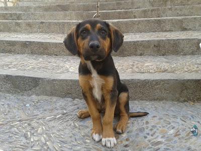 Preciosos cachorritos abandonados en la carretera: Judy y Punch‏