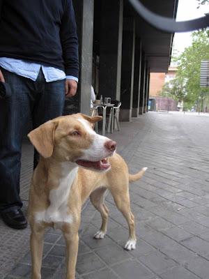 CONCHITA, cachorrita de 10 meses. MUY URGENTE!!!! (Madrid)