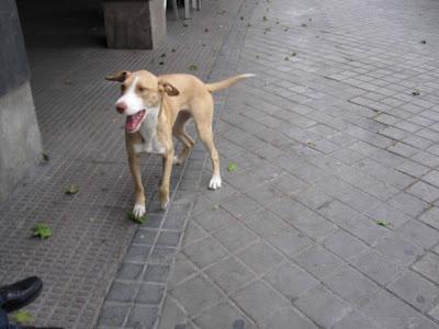 CONCHITA, cachorrita de 10 meses. MUY URGENTE!!!! (Madrid)