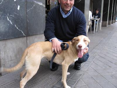 CONCHITA, cachorrita de 10 meses. MUY URGENTE!!!! (Madrid)