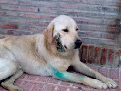 LABRADOR BRUTALMENTE HERIDO, PINTADO Y EN LA CALLE. AYUDA POR FAVOR!‏! (SEVILLA)