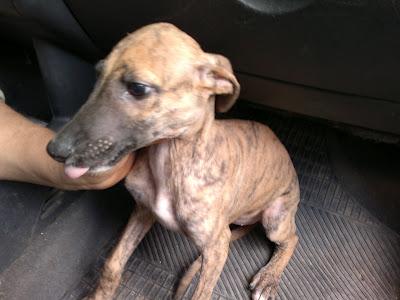 AYUDA POR FAVOR...ESTO ES DESESPERANTE!!! SEVILLA