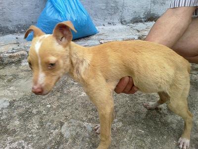 SUSI, PODENQUITA DE DOS MESES TIRADA AL RIO. (SEVILLA)