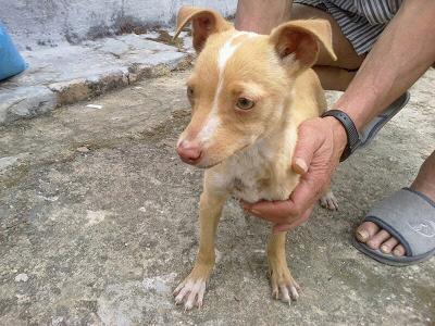 SUSI, PODENQUITA DE DOS MESES TIRADA AL RIO. (SEVILLA)