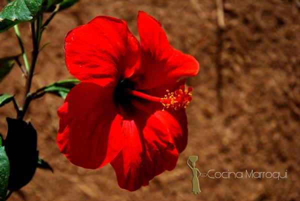 Blody Mary de Berbería