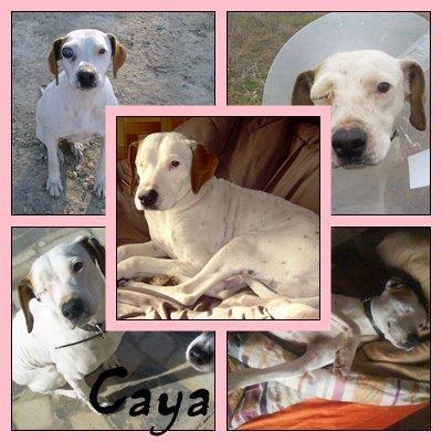 Caya , ya se puede adoptar y es un amor de perra