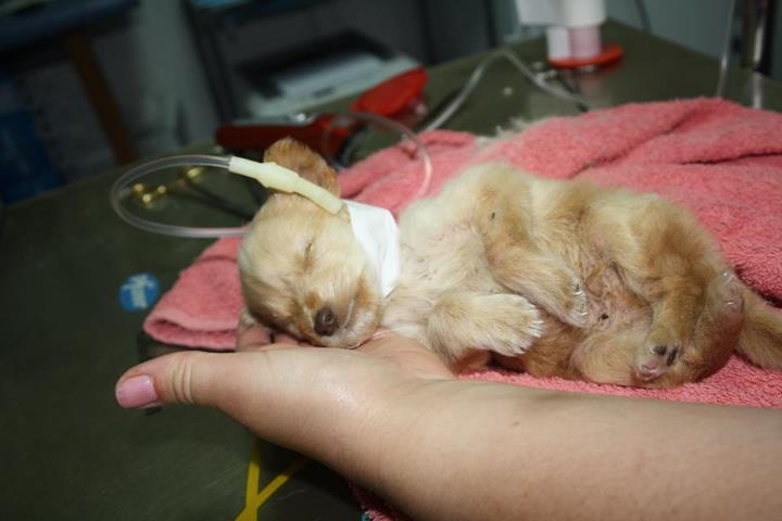 Rescatado de un infierno