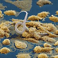 Uso de la Auranofina para tratar la Amebiasis