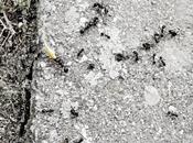 Tópicos: Hormigas españolas