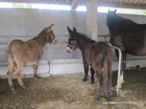 Mercado ganado Feria Ascensión Oviedo-Llanera 2012: Burros