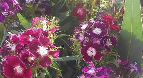 Nadie me regala flores nunca