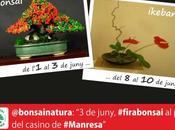 Exposició Bonsai Natura