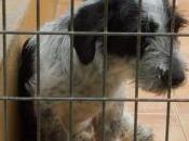 puede mas, pelu muere ayuda favor. sos, perrera malaga.