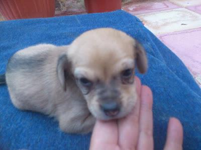 DOS CACHORRAS TAMAÑO MINI EN UN CONTENEDOR. PUEBLO SEVILLA.