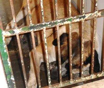 ESCAPA DEL INFIERNO Y ACABA EN OTRO, AYUDA HAY QUE SACARLA DE AHÍ....