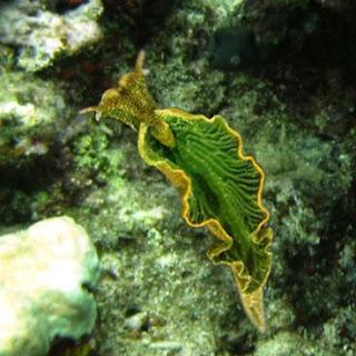 Mitad Planta, Mitad Molusco