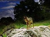 Lobo noche, lobo