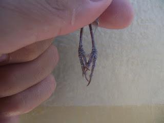 15 días en la Isla de Tabarca (Alicante, España) - Proyecto Piccole Isole  --  30/4 - 15/5/12