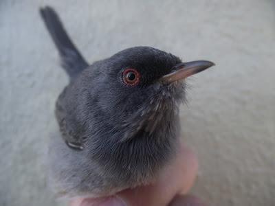 15 días en la Isla de Tabarca (Alicante, España) - Proyecto Piccole Isole  --  30/4 - 15/5/12