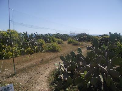 15 días en la Isla de Tabarca (Alicante, España) - Proyecto Piccole Isole  --  30/4 - 15/5/12