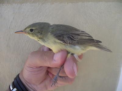 15 días en la Isla de Tabarca (Alicante, España) - Proyecto Piccole Isole  --  30/4 - 15/5/12