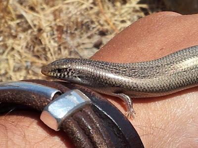 15 días en la Isla de Tabarca (Alicante, España) - Proyecto Piccole Isole  --  30/4 - 15/5/12