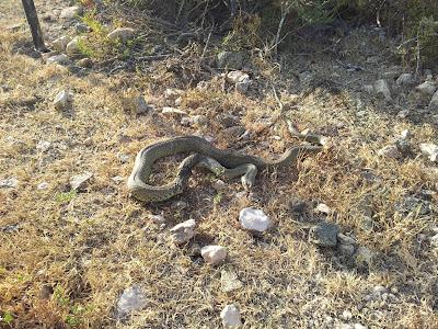 15 días en la Isla de Tabarca (Alicante, España) - Proyecto Piccole Isole  --  30/4 - 15/5/12