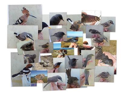 15 días en la Isla de Tabarca (Alicante, España) - Proyecto Piccole Isole  --  30/4 - 15/5/12