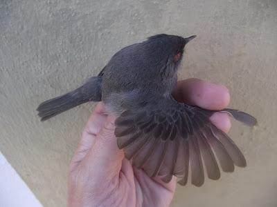 15 días en la Isla de Tabarca (Alicante, España) - Proyecto Piccole Isole  --  30/4 - 15/5/12