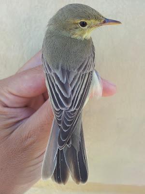 15 días en la Isla de Tabarca (Alicante, España) - Proyecto Piccole Isole  --  30/4 - 15/5/12