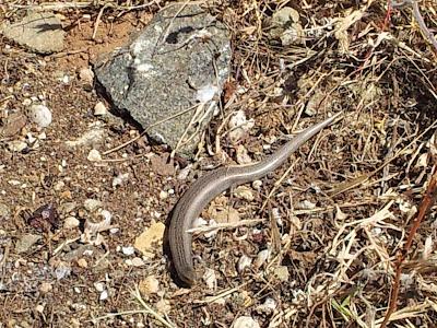 15 días en la Isla de Tabarca (Alicante, España) - Proyecto Piccole Isole  --  30/4 - 15/5/12