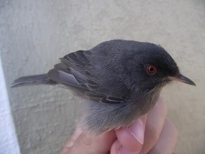 15 días en la Isla de Tabarca (Alicante, España) - Proyecto Piccole Isole  --  30/4 - 15/5/12