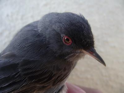 15 días en la Isla de Tabarca (Alicante, España) - Proyecto Piccole Isole  --  30/4 - 15/5/12