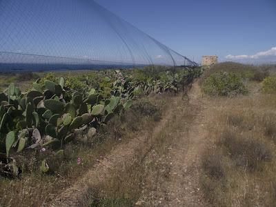 15 días en la Isla de Tabarca (Alicante, España) - Proyecto Piccole Isole  --  30/4 - 15/5/12