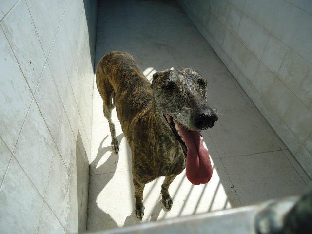 Otra vez la misma historia, ya no vale pues a la perrera