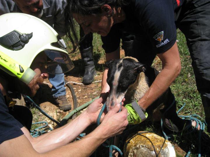 GALGA TIRADA A UN POZO. IMPRESIONANTE HISTORIA DE SUPERVIVENCIA.